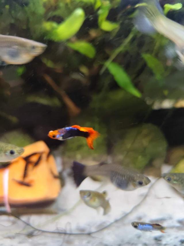 Donne femelles guppy à Nogent-sur-Seine