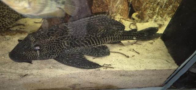 Pleco