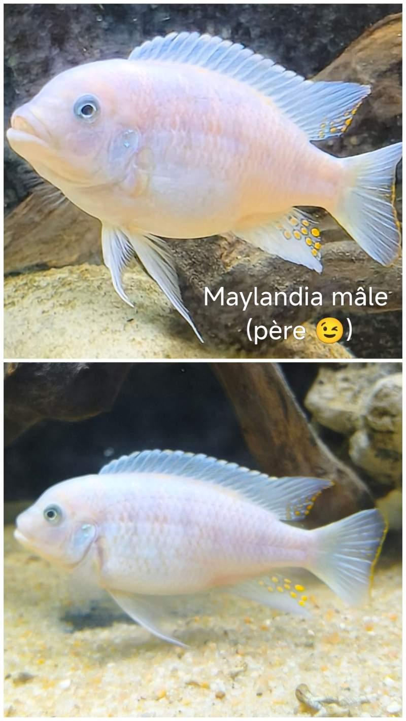 Cichlidés Malawi Maylandia estherae Juvéniles OB