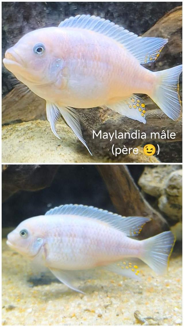 Cichlidés Malawi Maylandia estherae Juvéniles OB