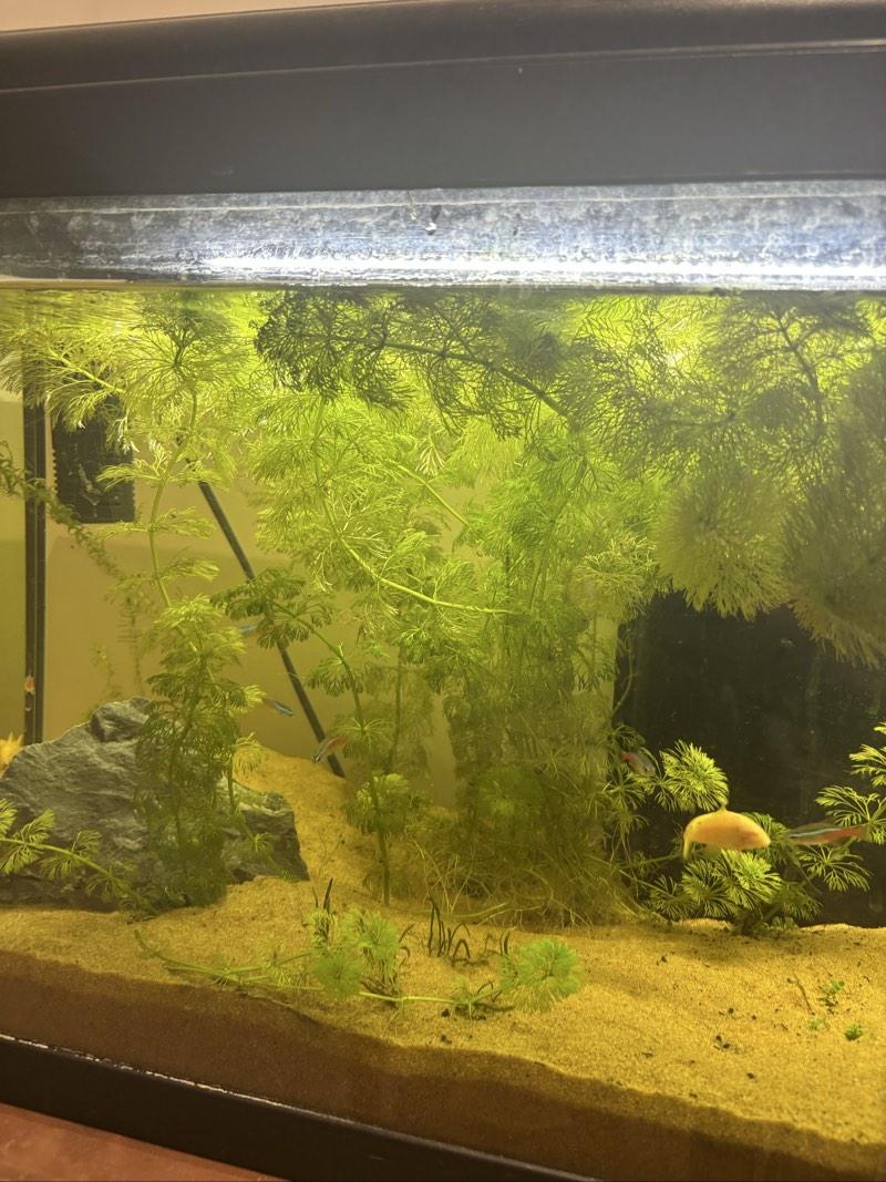 Plante limnophila