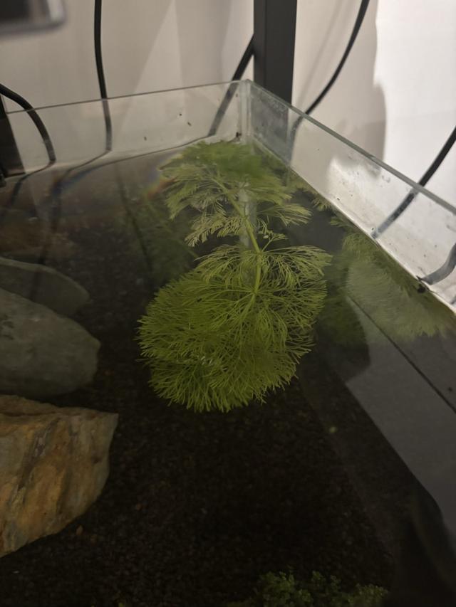 Plante limnophila