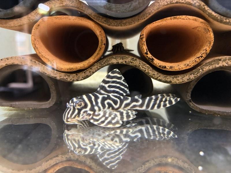 Hypancistrus sp L333