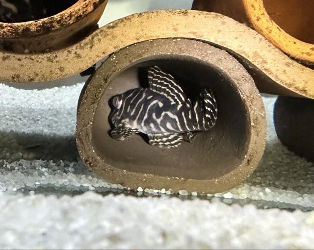 Hypancistrus sp L333