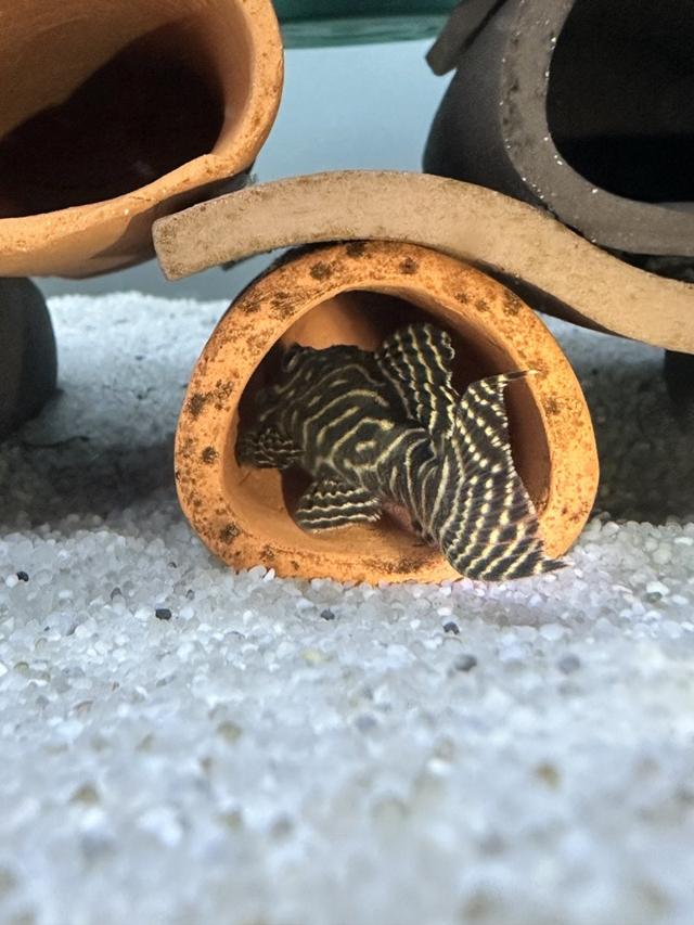 Hypancistrus sp L333