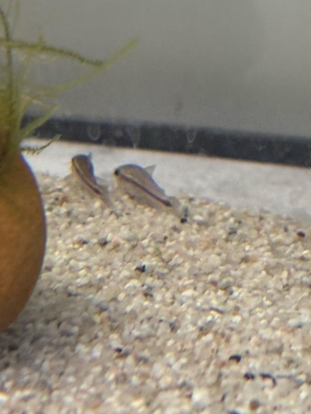 Corydoras Pygmaeus à Blénod-lès-Pont-à-Mousson