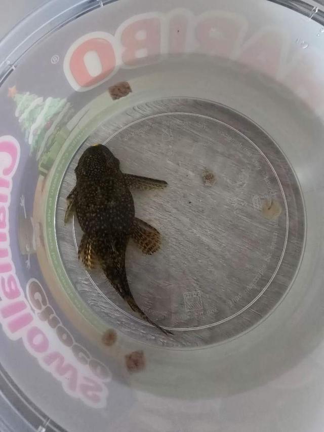 Pléco a donné