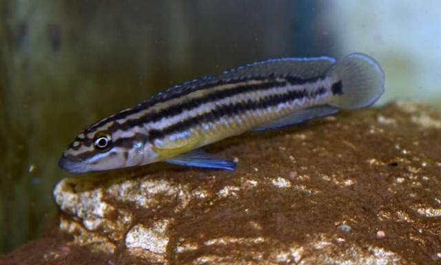 Julidochromis ornatus Kafyoko