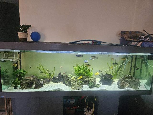 Mbuna malawi