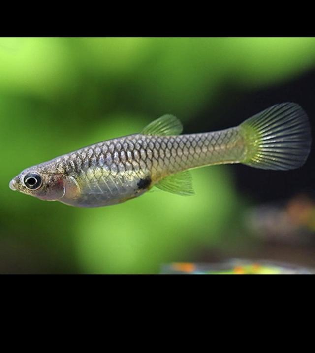 Guppys Endler à