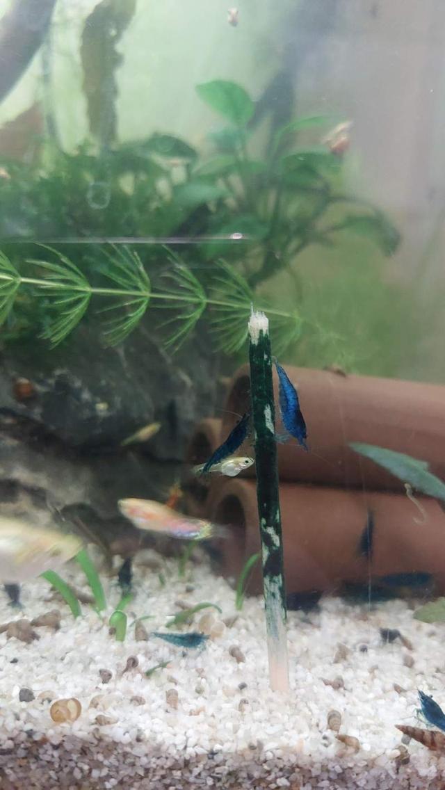 Crevette bleu velvet