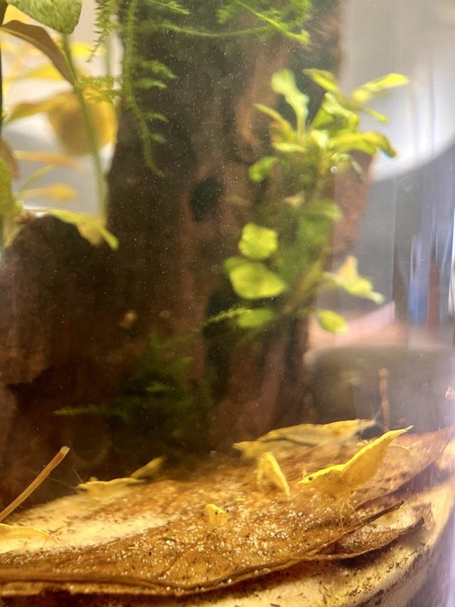 Crevettes yellow