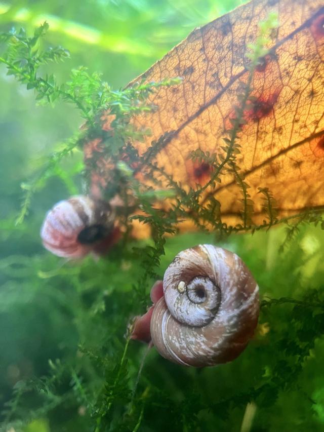 Escargot Planorbe