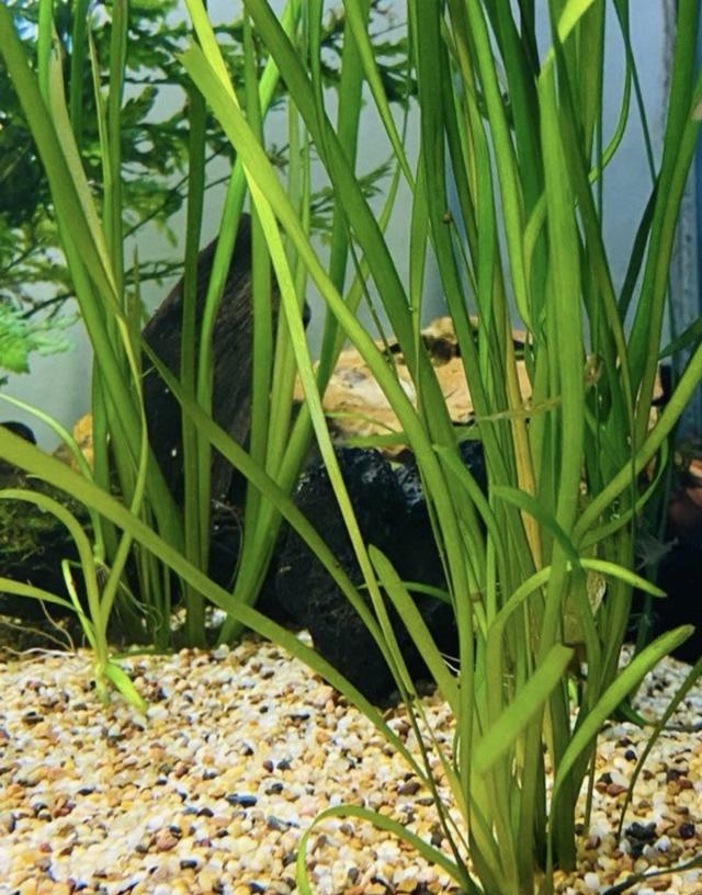 Vallisneria