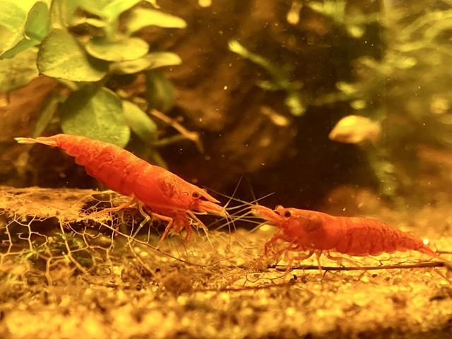 Crevettes red fire