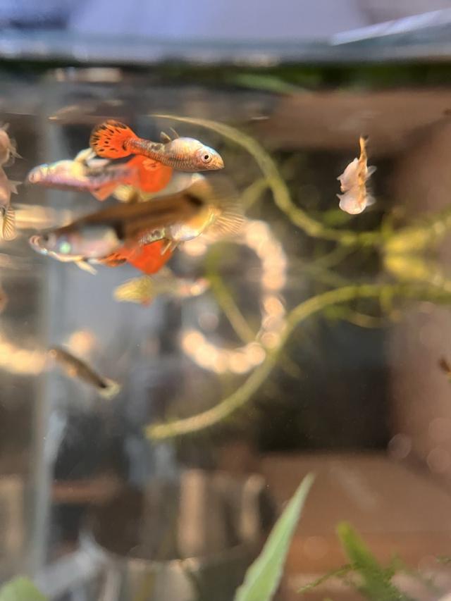 Guppys hybrides juveniles