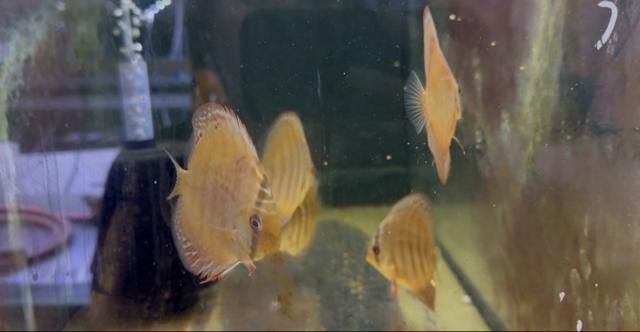 Bébés discus alenquer