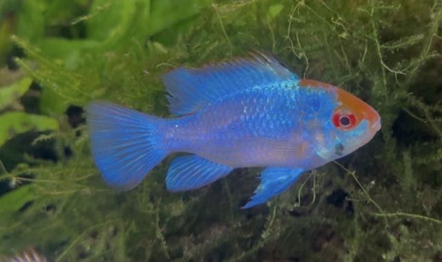 Ramirezi bleu