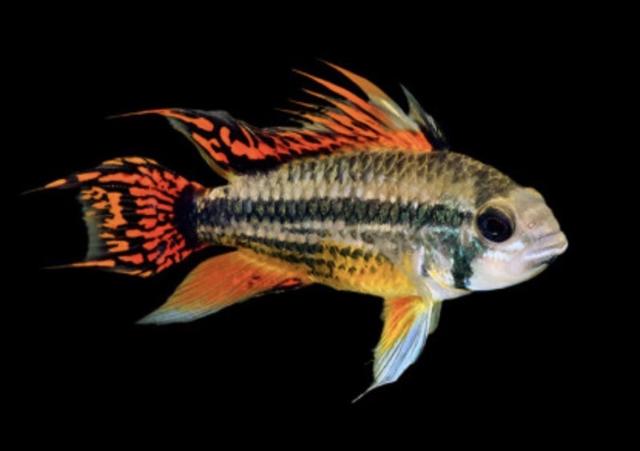 Cacatuoide red