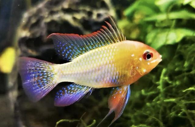 Ramirezi gold