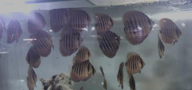 Bébés discus