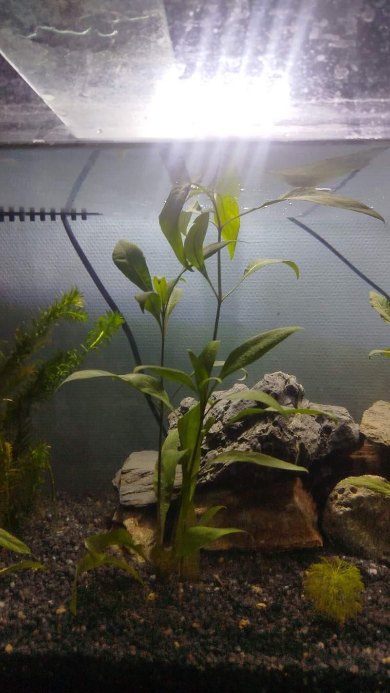 Plante Aquarium