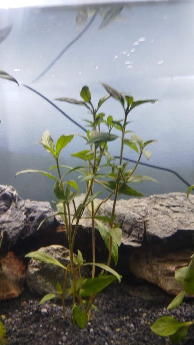 Plante Aquarium