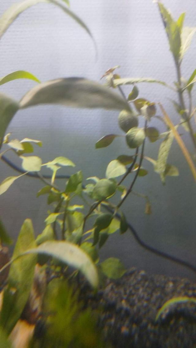 Plante Aquarium