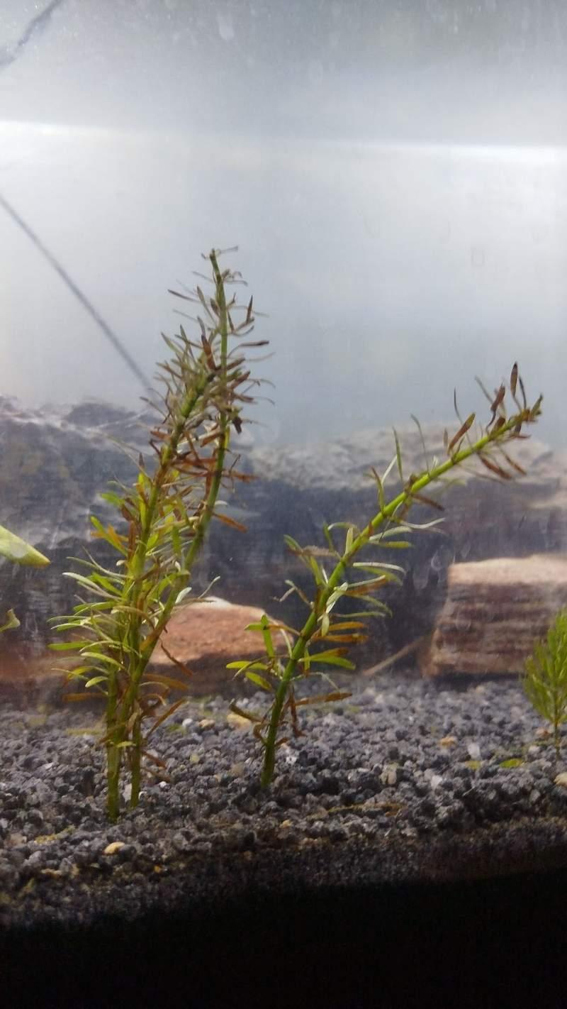 Plante Aquarium