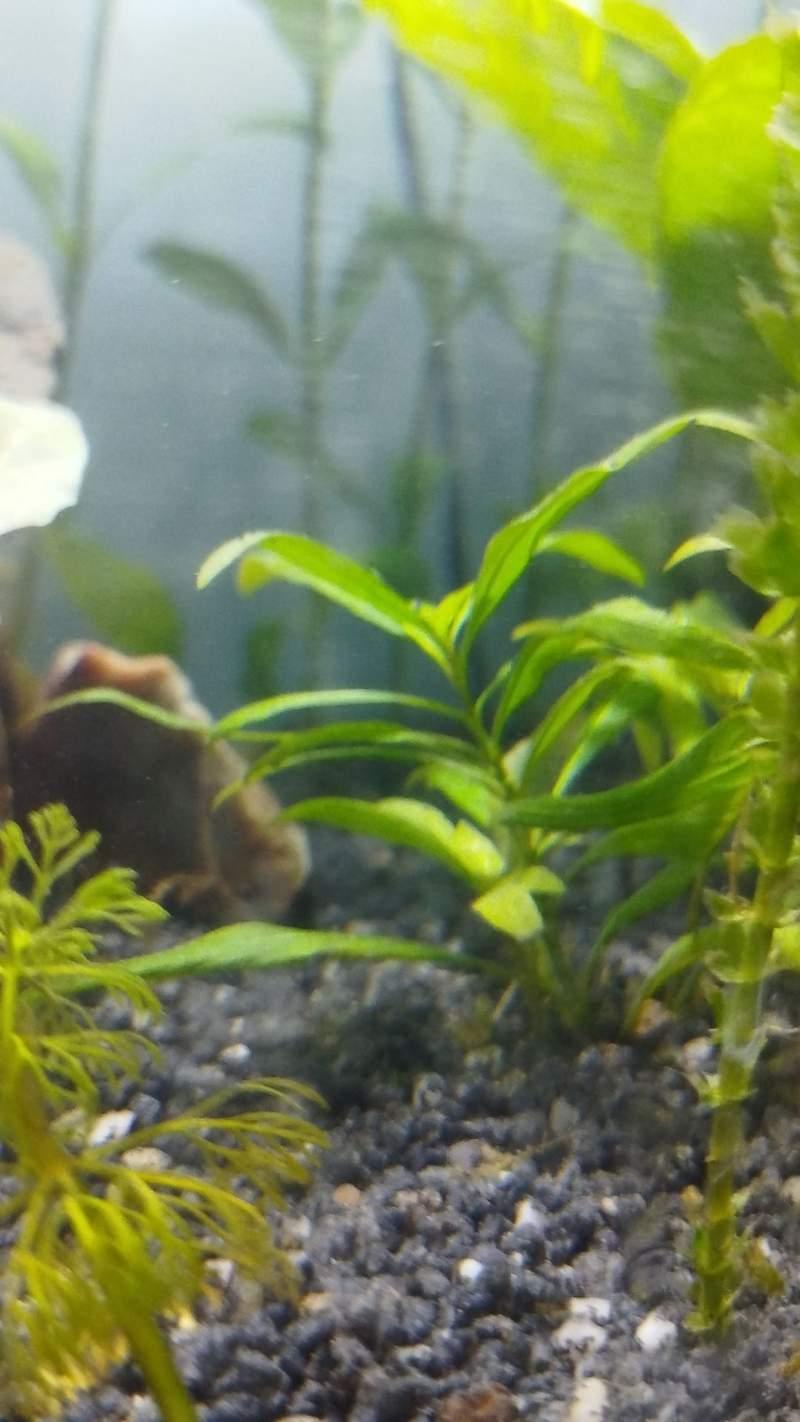 Plante d'aquarium