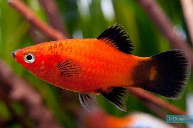 Platy