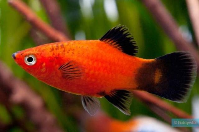 Platy