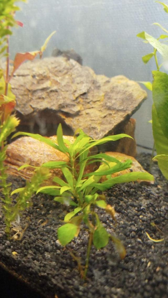 Plante Aquarium
