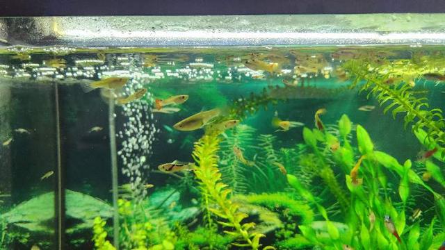 GuppY Léopard disponible