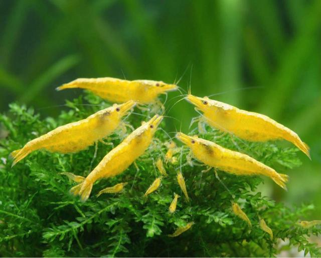 Crevette yellow néon