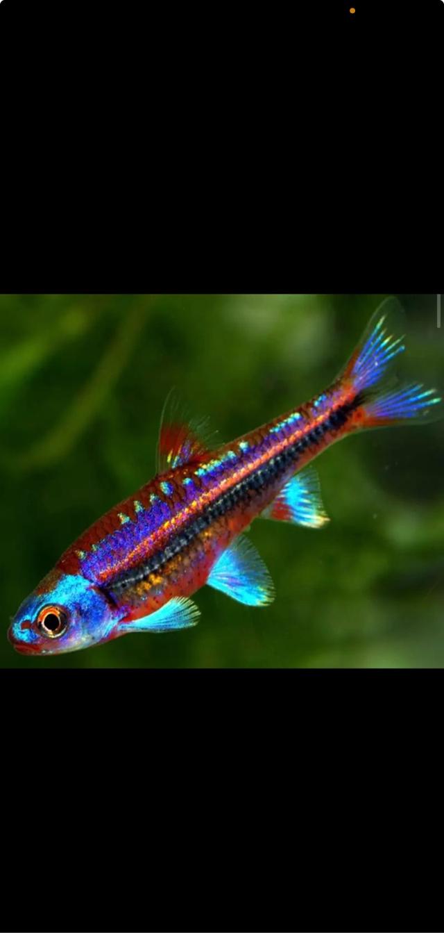 Notropis