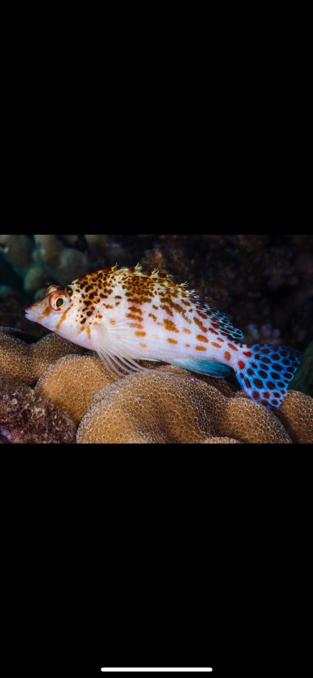 Poisson faucon ( marin)