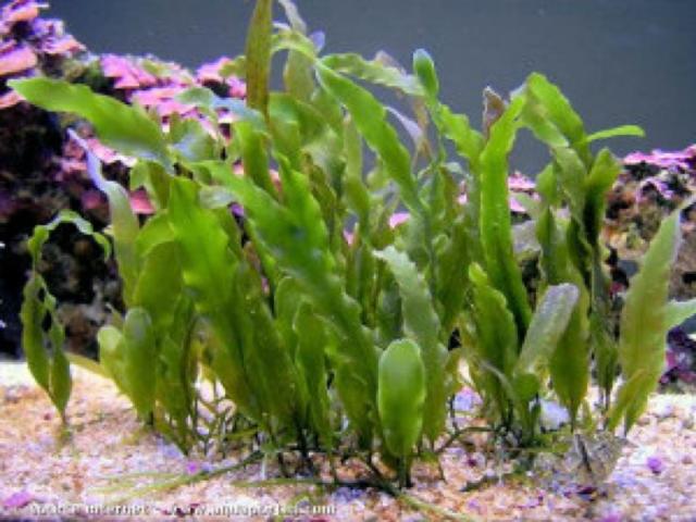 Algue caulerpa proliféra