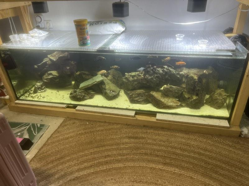Vend cichlidés Malawi mbuna