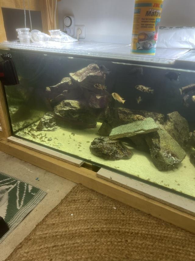 Vend cichlidés Malawi mbuna