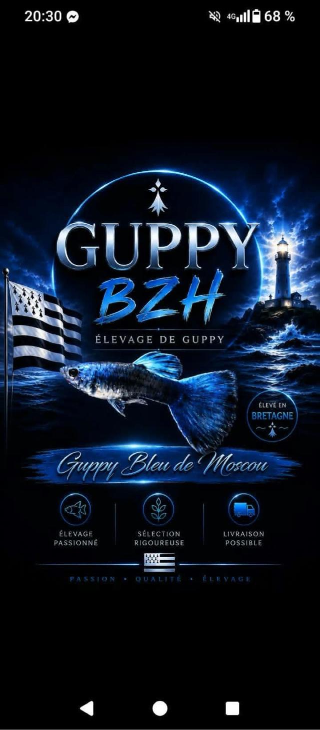 Guppy blue moscow