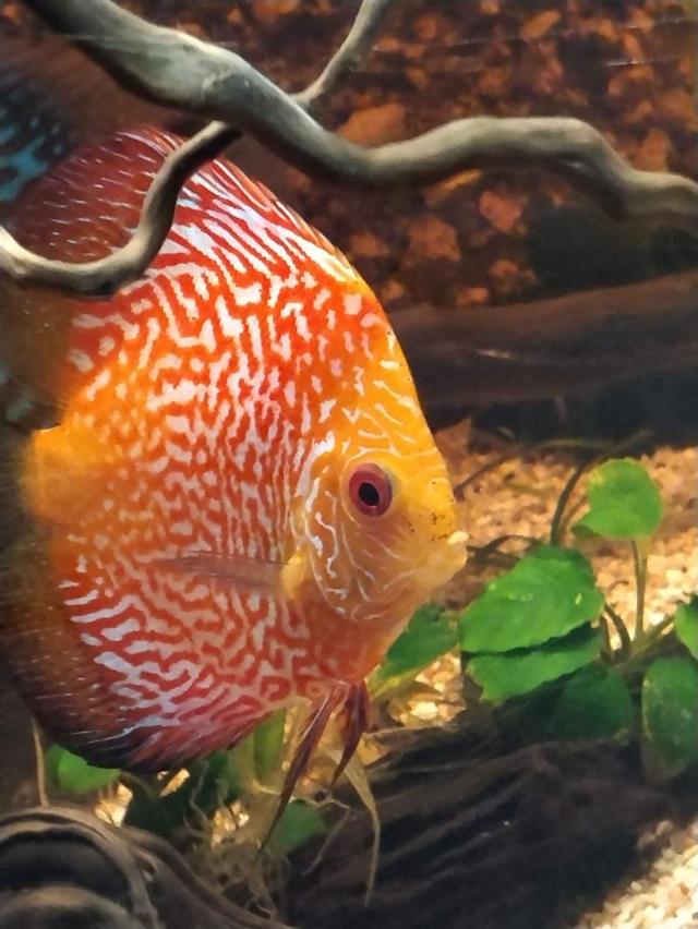 Poisson discus pigeon