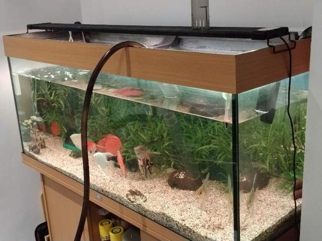 Aquarium 250 l