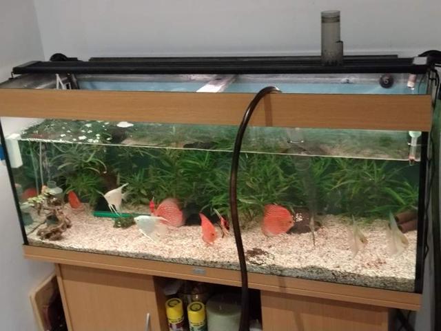 Aquarium 250 l