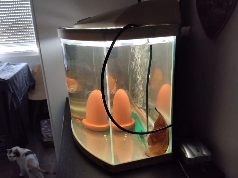Aquarium 55 l