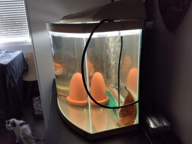 Aquarium 55 l