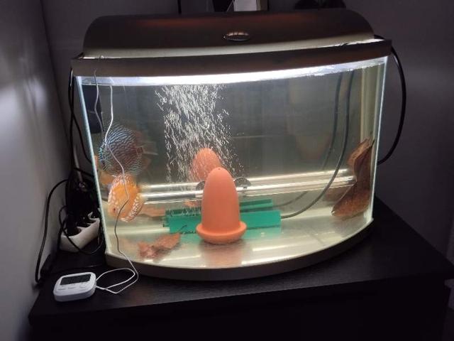 Aquarium 55 l