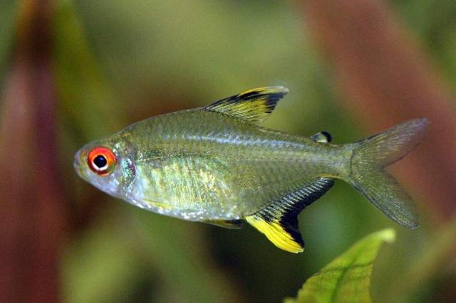 Tetra citron à Roanne
