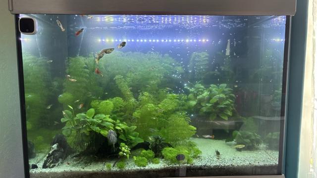 Don guppys