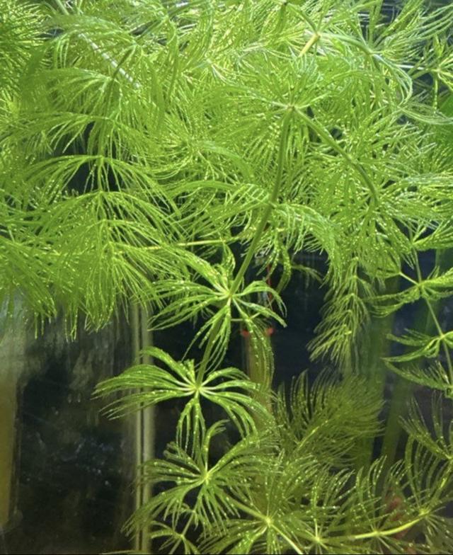 Portion de Ceratophyllum Demersum